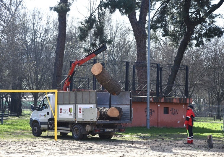 El parque de La Isla de Plasencia cierra por las mañanas por el apeo de grandes árboles
